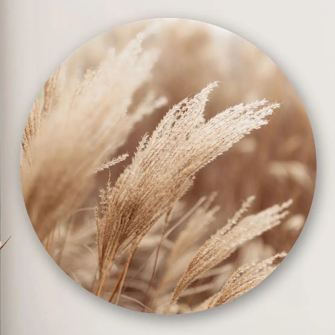 Brown Pampas Grass Round