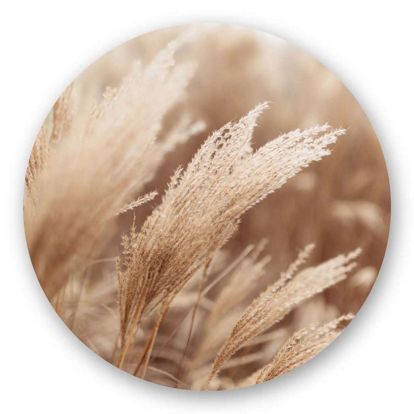 Brown Pampas Grass Round