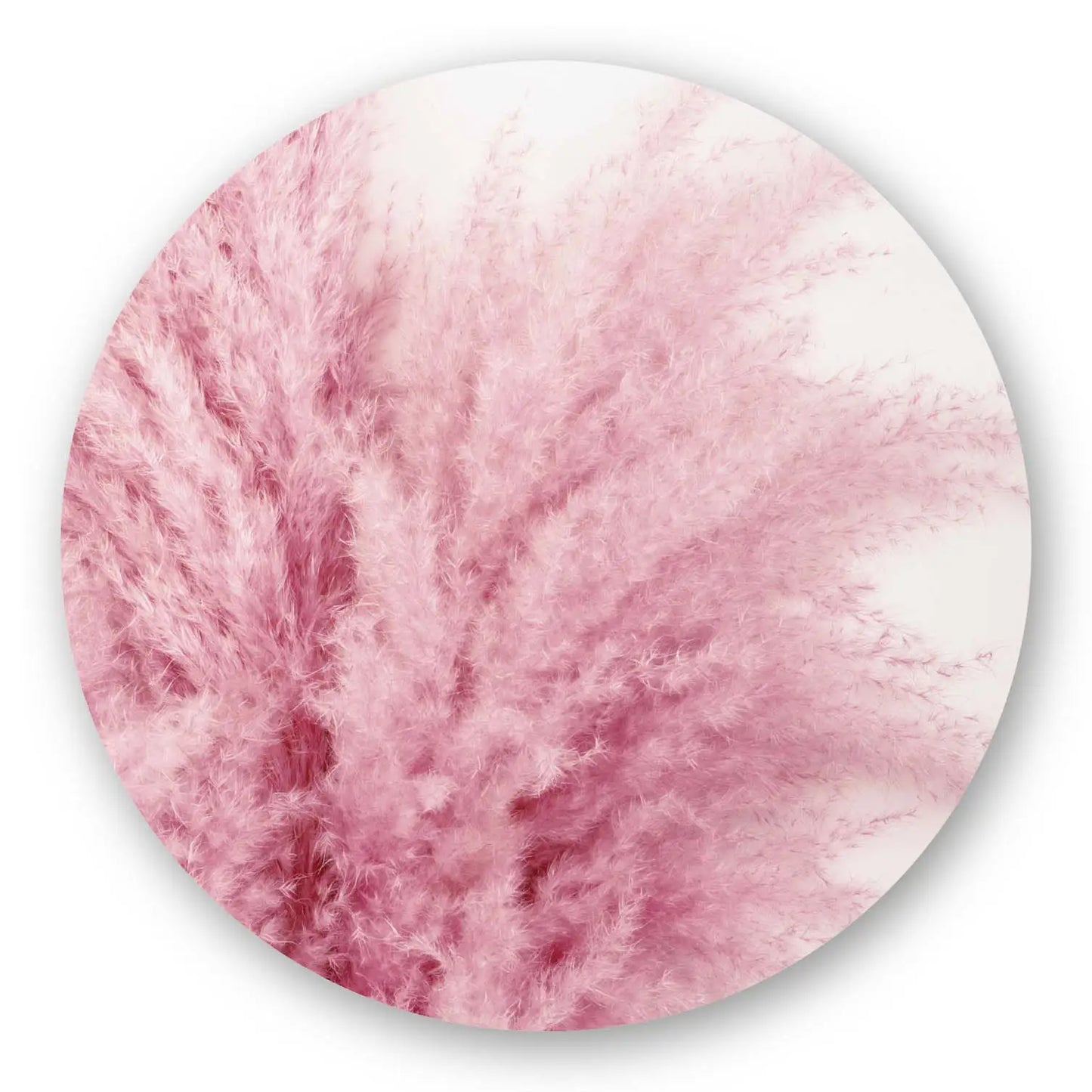 Pink Pampas Grass Round