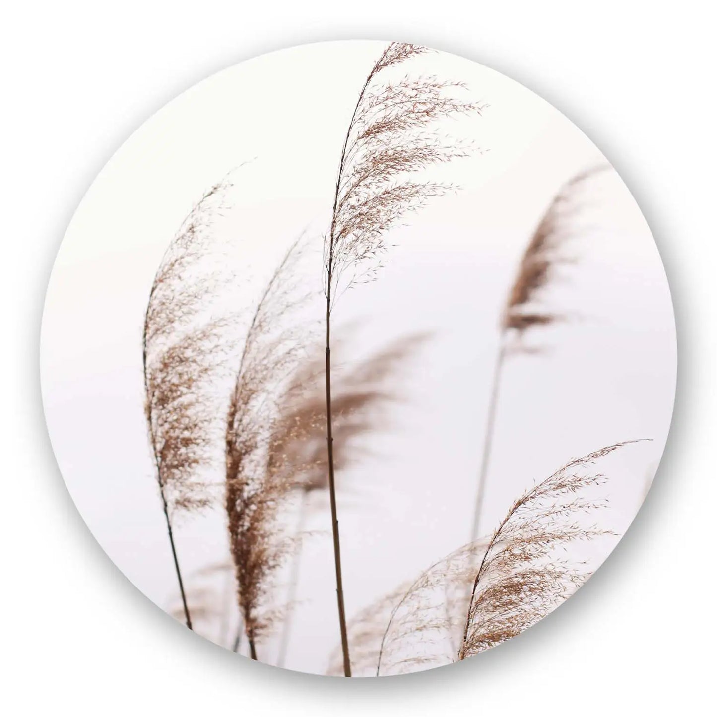 Pampas Grass No1 Round