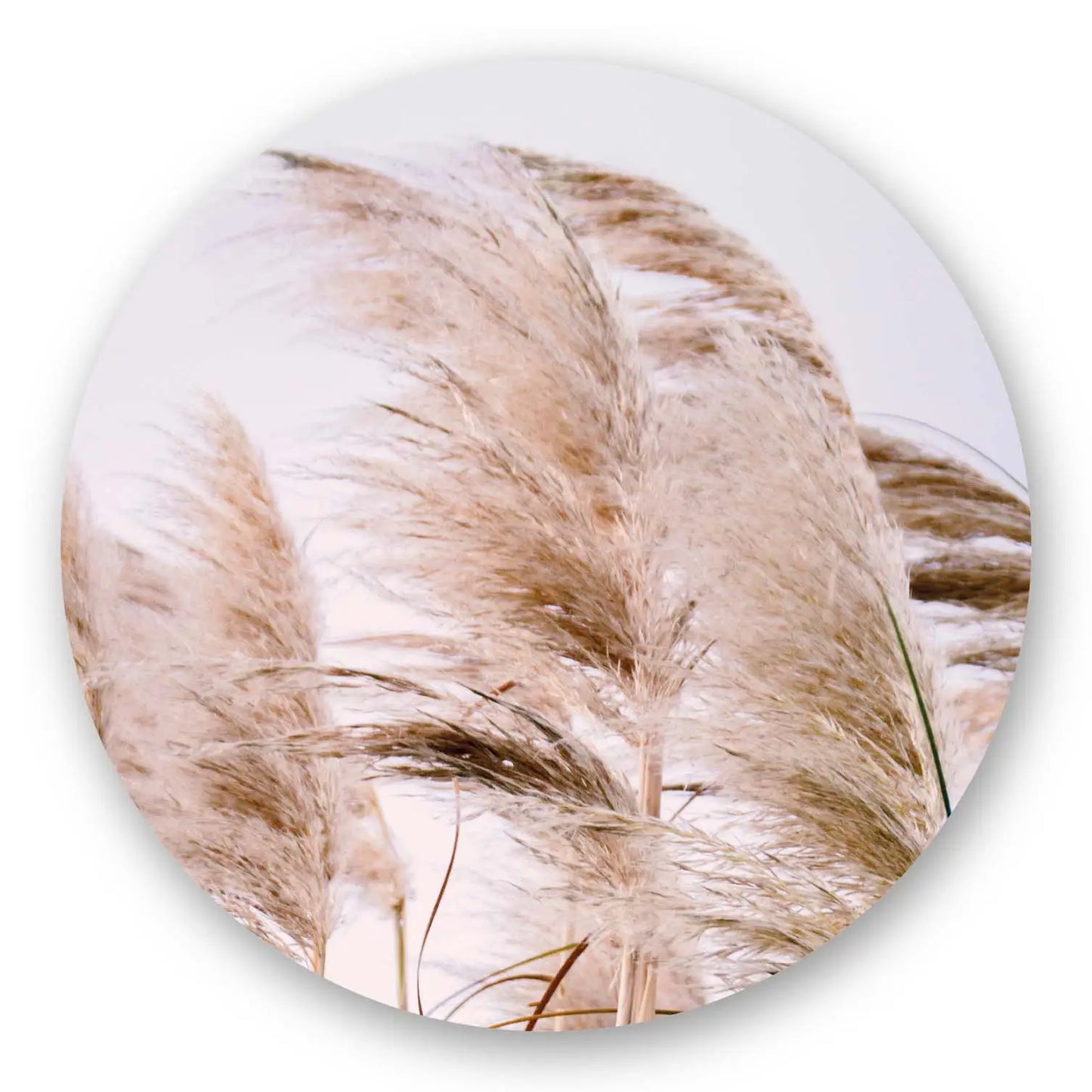 Pampas Grass No2 Round